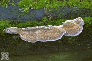 Bruine borstelkurkzwam_DSC0598.jpg